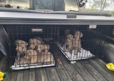1 boy & 1 girl Weimaraner puppy