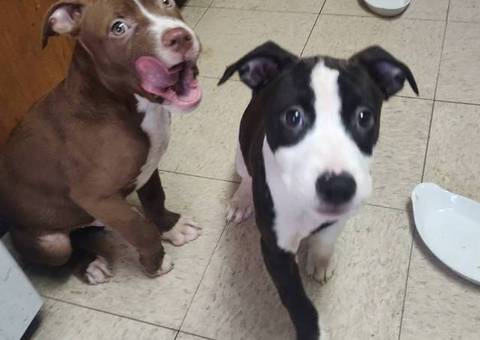 Cute black and white pit bull puppy