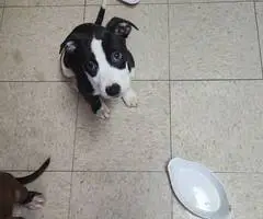 Cute black and white pit bull puppy - 3