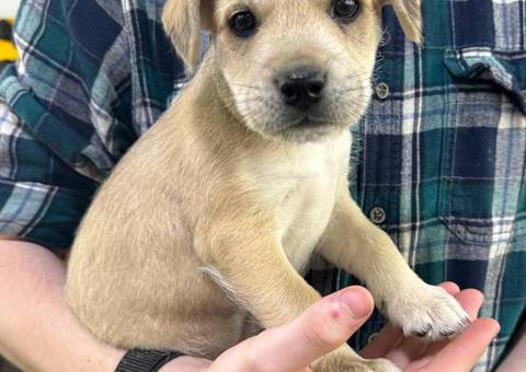 2 Jack Russell Chi puppies