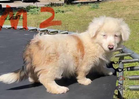 Corgi Aussie Mix Puppies