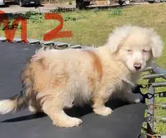 Corgi Aussie Mix Puppies - 1