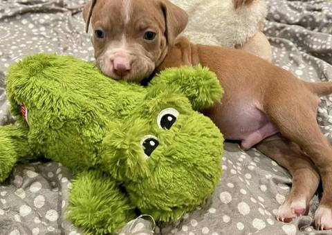 Cute American Staffordshire Terrier puppies