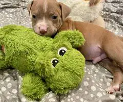 Cute American Staffordshire Terrier puppies