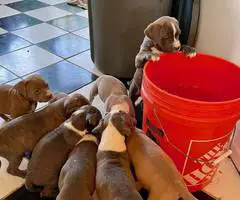 Cute American Staffordshire Terrier puppies - 5