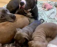 Cute American Staffordshire Terrier puppies - 8