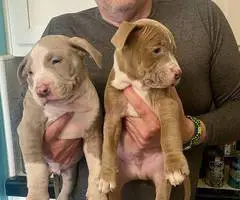 Cute American Staffordshire Terrier puppies - 9