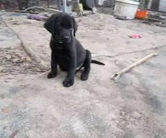 Limited time offer cheap purebred Lab puppies - 1
