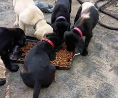 Limited time offer cheap purebred Lab puppies - 3