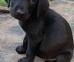 Limited time offer cheap purebred Lab puppies - 4