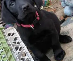 Limited time offer cheap purebred Lab puppies - 5