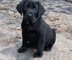 Limited time offer cheap purebred Lab puppies - 6