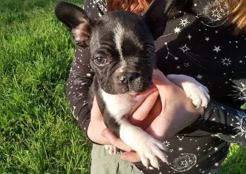 Black and white Frenchton pups