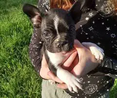 Black and white Frenchton pups - 1