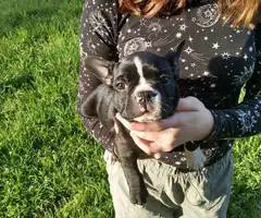 Black and white Frenchton pups - 3