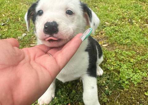 2 Aussiedor puppies available