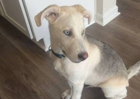 Male Labsky puppy needs a good home