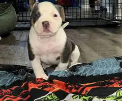 ABKC XL Bully puppies for sale - 1