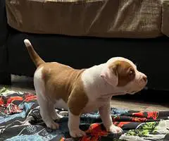 ABKC XL Bully puppies for sale - 3
