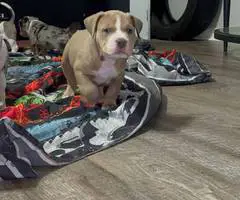 ABKC XL Bully puppies for sale - 4