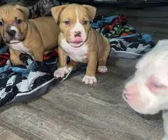 ABKC XL Bully puppies for sale - 6
