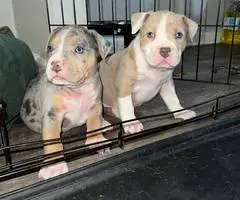 ABKC XL Bully puppies for sale - 8