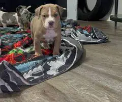 ABKC XL Bully puppies for sale - 9