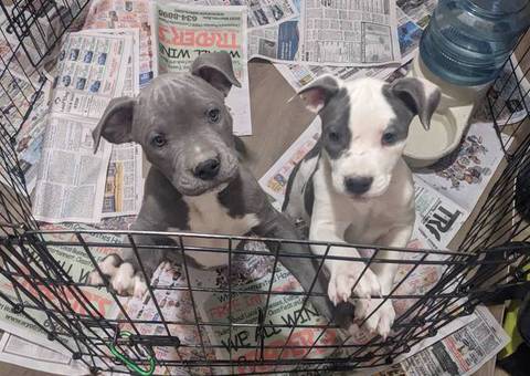 2 Pitbull pups for a loving home