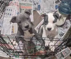 2 Pitbull pups for a loving home - 1