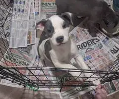2 Pitbull pups for a loving home - 3