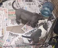 2 Pitbull pups for a loving home - 4