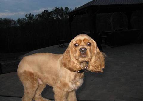 8 months old Cocker Spaniel
