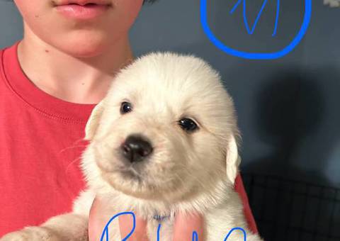 Great Pyrenees puppies ready for adoption