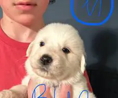 Great Pyrenees puppies ready for adoption
