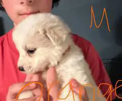 Great Pyrenees puppies ready for adoption - 2