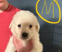 Great Pyrenees puppies ready for adoption - 4