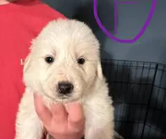 Great Pyrenees puppies ready for adoption - 5