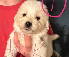 Great Pyrenees puppies ready for adoption - 6