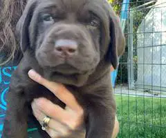 Beautiful Chocolate Lab puppies for sale