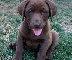 Beautiful Chocolate Lab puppies for sale - 2