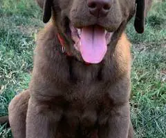 Beautiful Chocolate Lab puppies for sale - 3