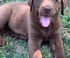 Beautiful Chocolate Lab puppies for sale - 4