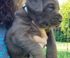 Beautiful Chocolate Lab puppies for sale - 5