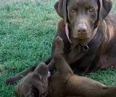 Beautiful Chocolate Lab puppies for sale - 6