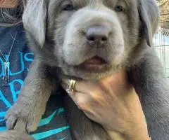 Beautiful Chocolate Lab puppies for sale - 7