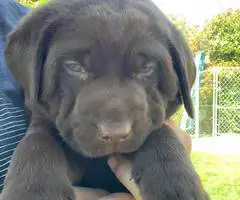 Beautiful Chocolate Lab puppies for sale - 8