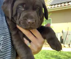Beautiful Chocolate Lab puppies for sale - 9