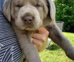 Beautiful Chocolate Lab puppies for sale - 10