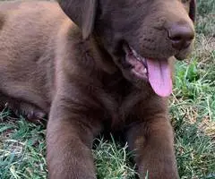 Beautiful Chocolate Lab puppies for sale - 11