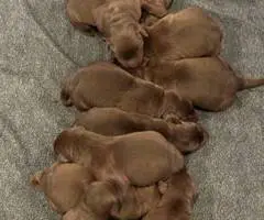 Beautiful Chocolate Lab puppies for sale - 12